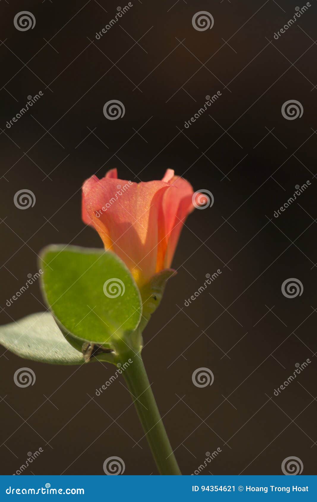 portulaca grandiflora, eleven o`clock, ten o`clock